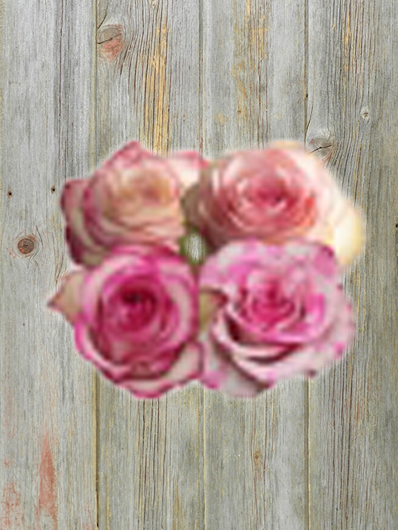 BI-COLOR PINK ROSES